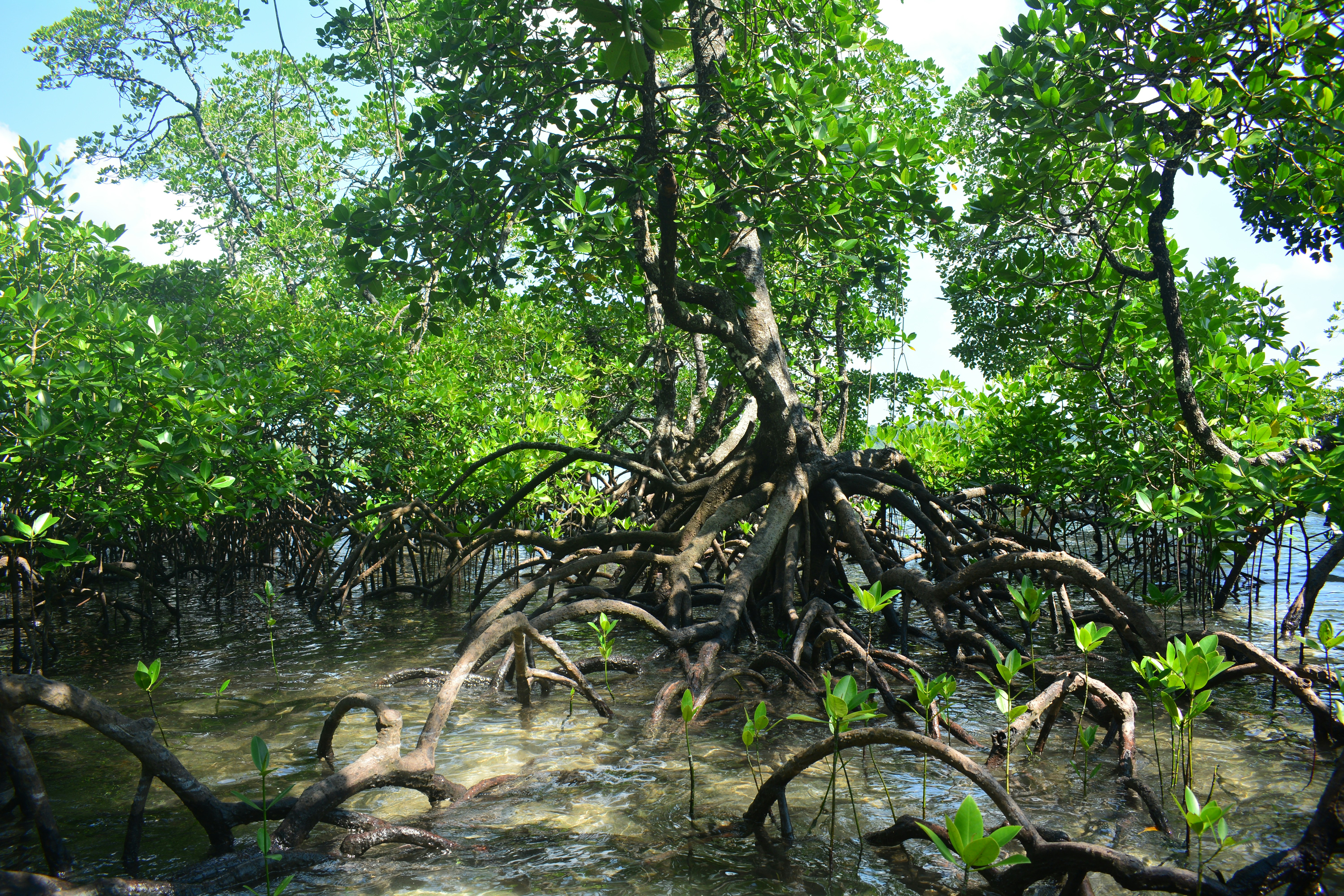 Nature-Based Solutions